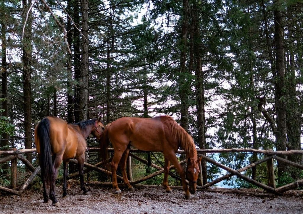 Sorrent: Ausritt auf dem Monte Faito mit Mittagessen
