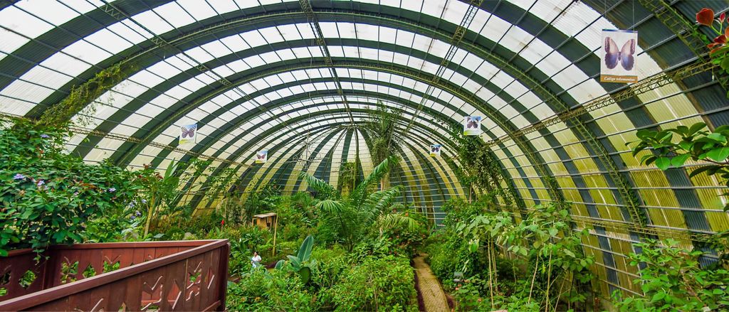 Zwischen Wolken und Wildtieren: Brücken, Faultiere und Schmetterlinge in Selvatura