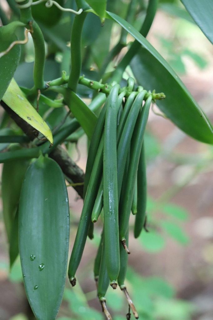 Sansibar: Geführter Rundgang zu wilden essbaren Pflanzen