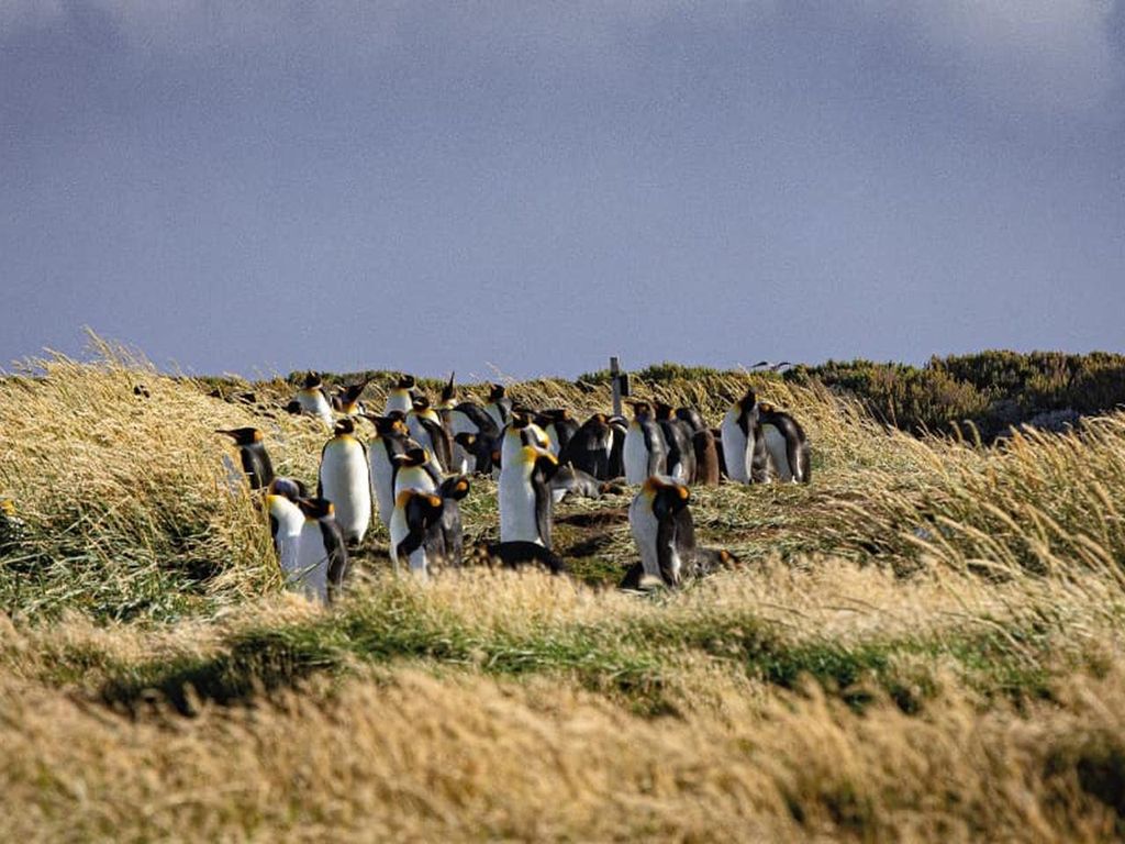 Punta Arenas: Ganztag Feuerland & Königspinguine