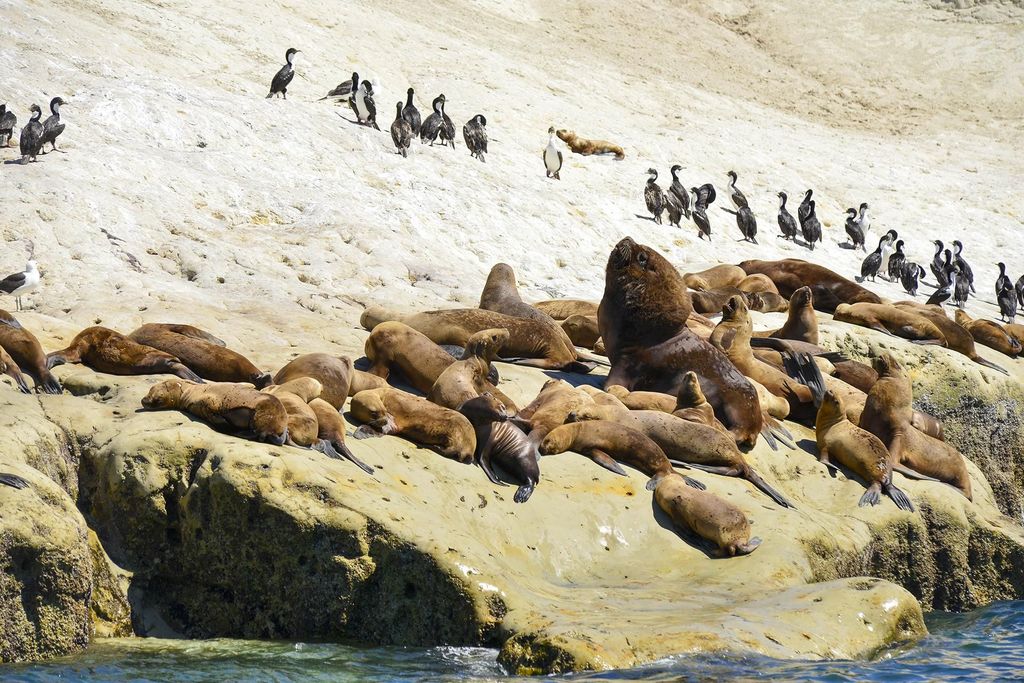 Punta Loma Landausflug mit Stadtführung