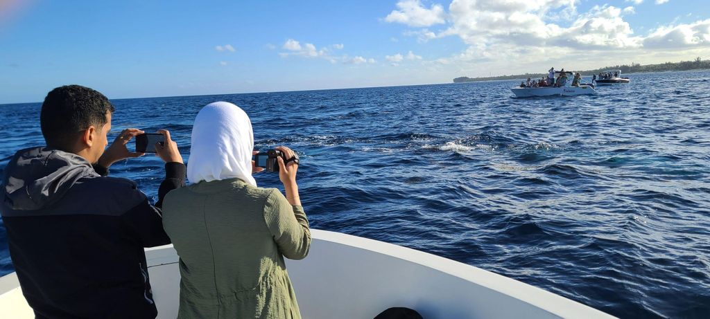 Private Delphinbeobachtung/Schwimmen mit Halal-Mittagessen auf der Insel