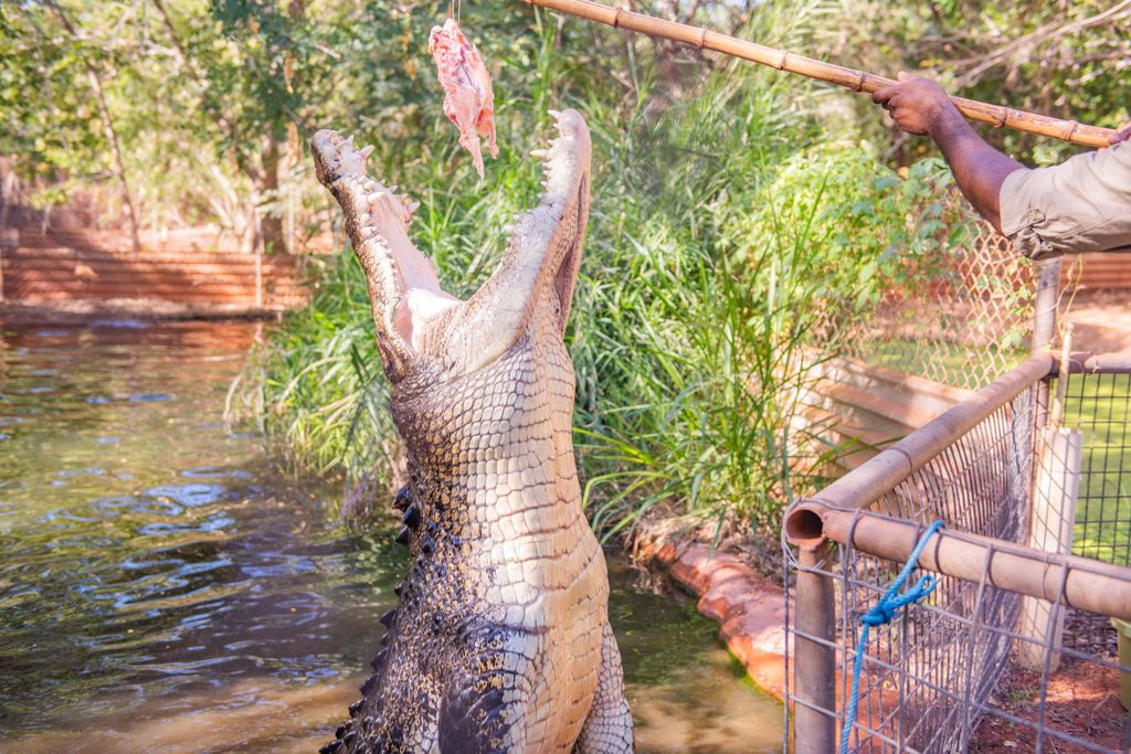 Broome: Matso's Brewery, Museum & Crocodile Park Combo Tour