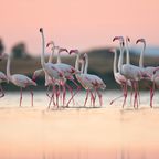 Flamingos bei Oristano