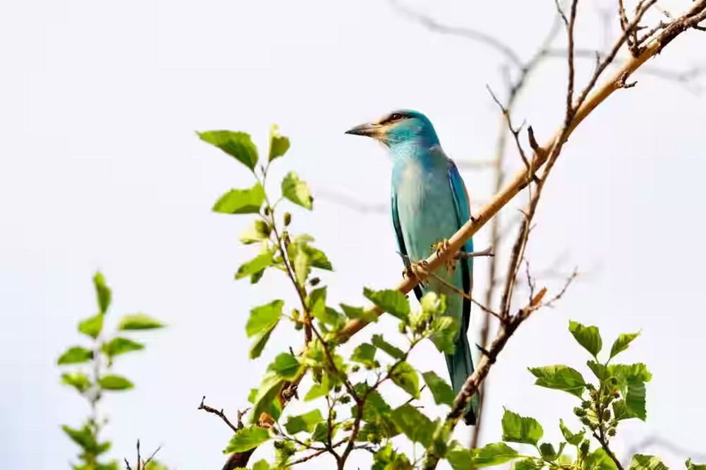 Puri: Bootsfahrt auf dem Chilika-See mit Delfinbeobachtung
