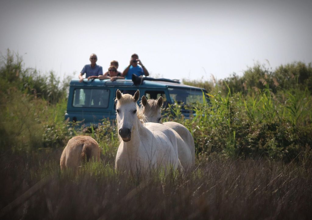 Aigues Mortes: Jeep-Fotosafari in der Camargue