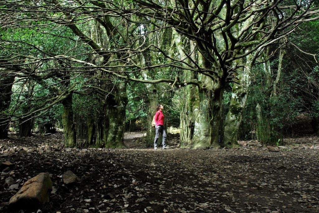 Spaziere zwischen den riesigen Stechpalmen von Castelbuono im Madonie-Park