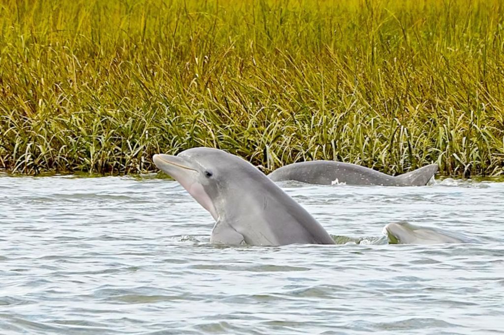 Savanne: Dolphin Spotting Eco Tour mit erfahrenem Kapitän