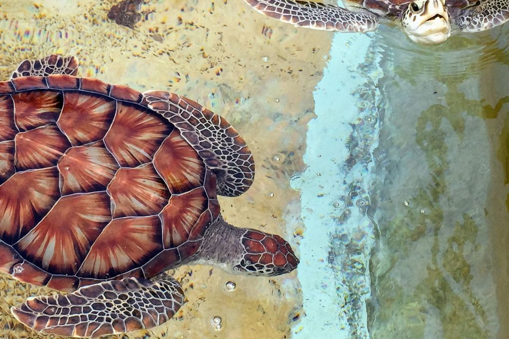 Grand Cayman: West Island Tour mit Eintrittskarten