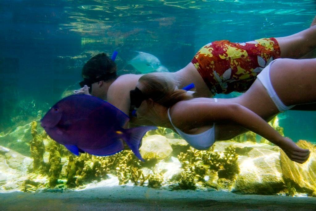 Puerto Plata: Ocean World Adventure Park Tagespass