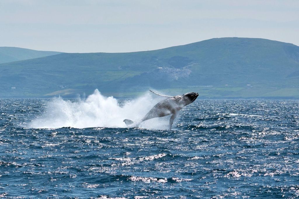 Dingle: Wildtier-Bootstour mit Guide (4 Stunden)