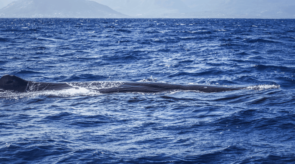 Delfine und Wale beobachten