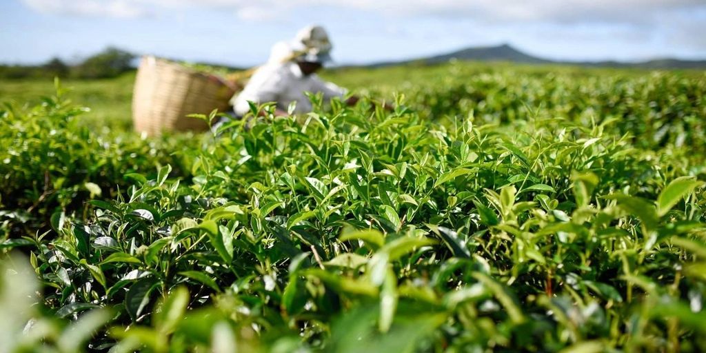 Mauritius: Der Süden der Insel Private Ganztagestour