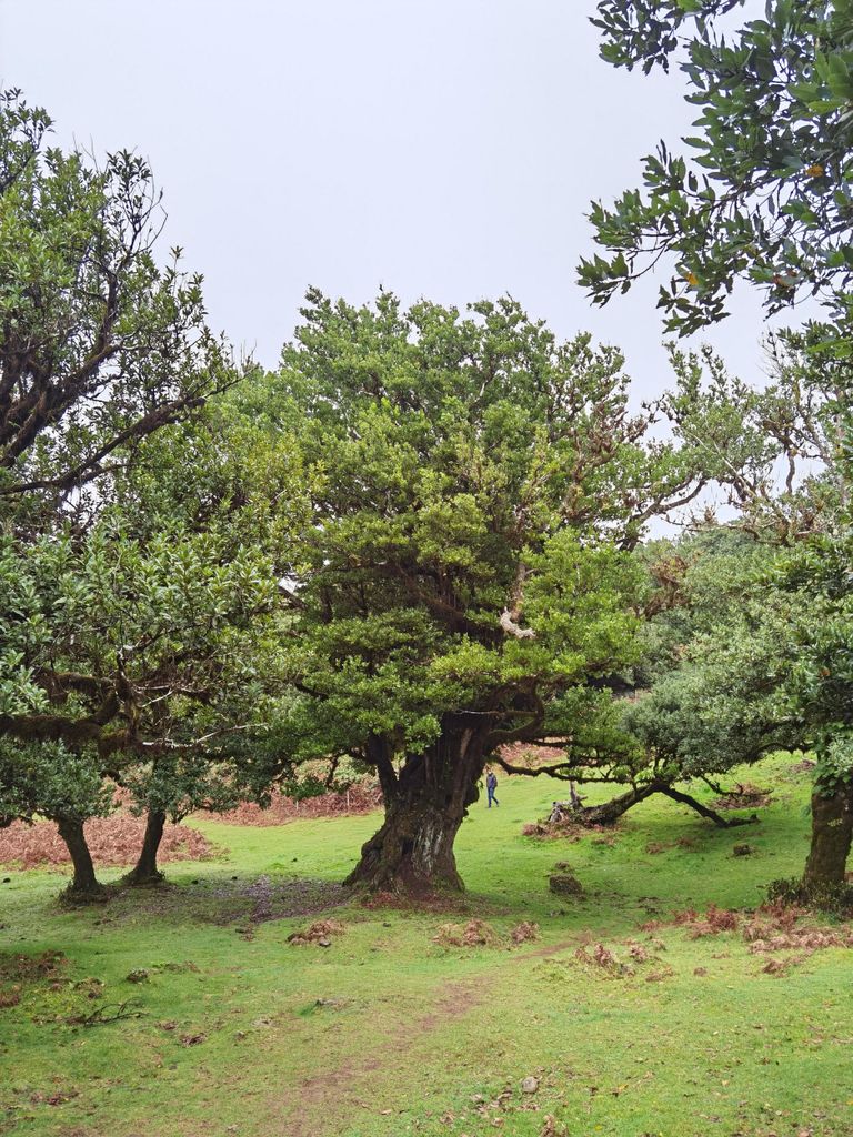 Westen: Geländewagentour | Fanal-Wald, Porto Moniz & Seixal-Strand