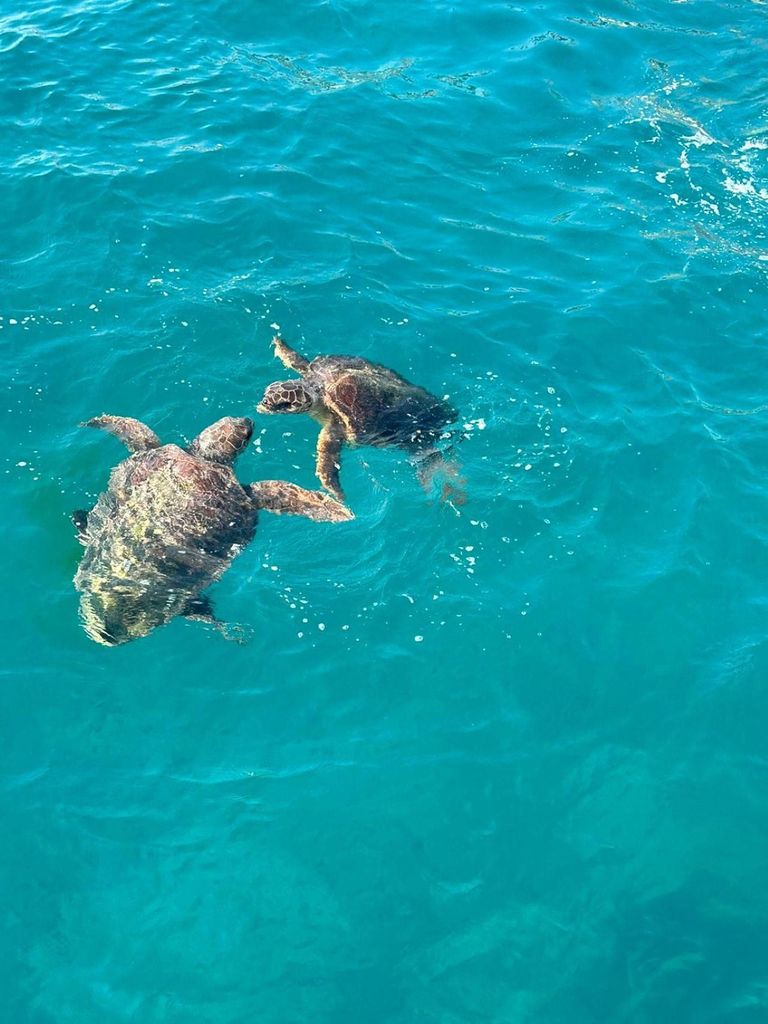Zakynthos: Schildkrötenbeobachtungsfahrt mit Glasbodenboot