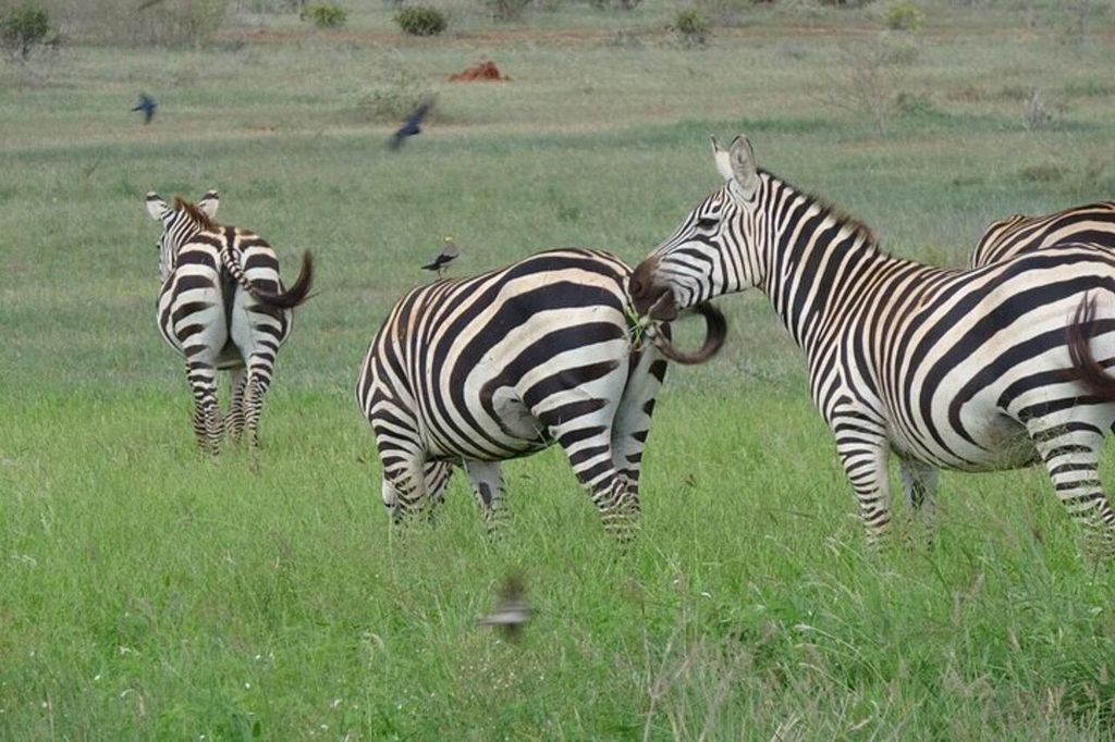 Nairobi: Tsavo-East-Nationalpark – Safari mit Übernachtung