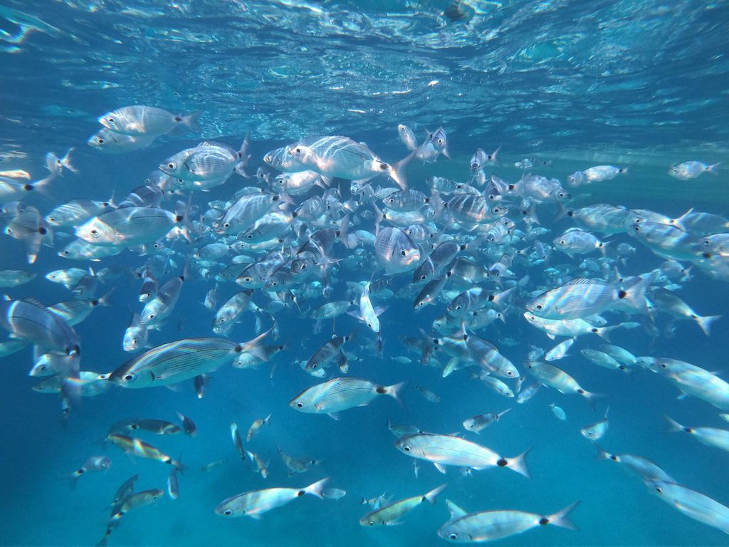 Zingaro Sea Safari: Schnorchel-Abenteuer im Zingaro-Reservat