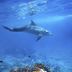 Über Korallen schwimmender Delfin 