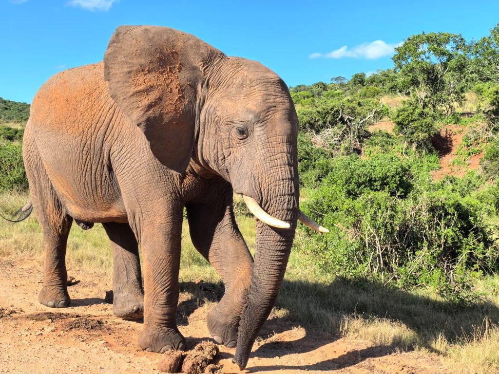 ADDO ELEFANTENPARK