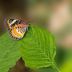 Banteay Srey Butterfly-Farm