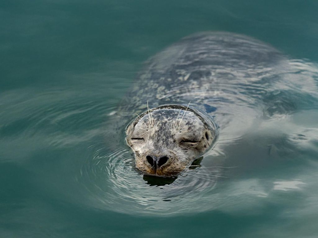 Vancouver: Waterfront Sightseeing Tour - Stadt und Natur