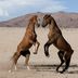 Namibia: Garub, Pferde in der Namib-Wueste