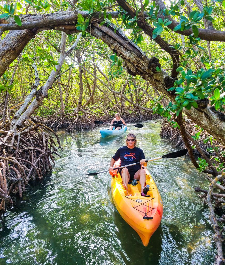 Sarasota: Lido Key Mangroventunnel Kajak- oder Paddleboard-Tour