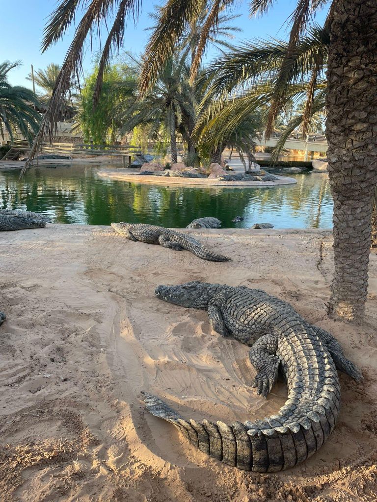 Djerba: Geführte Halbtagestour oder Ganztagestour mit Mittagessen