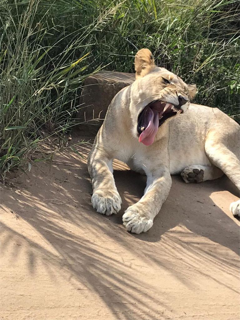 Ganztagestour von Richards Bay nach Hluhluwe-Imfolozi Park Safari