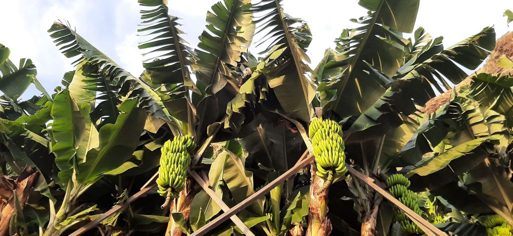 Ponta do Sol: Führung durch die Bananenplantagen mit einem Bewohner des Weilers