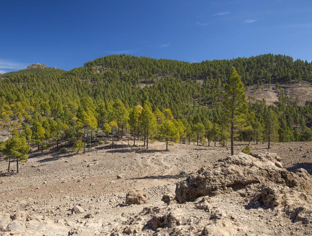 Llanos de la Pez, Tejeda MARCO POLO