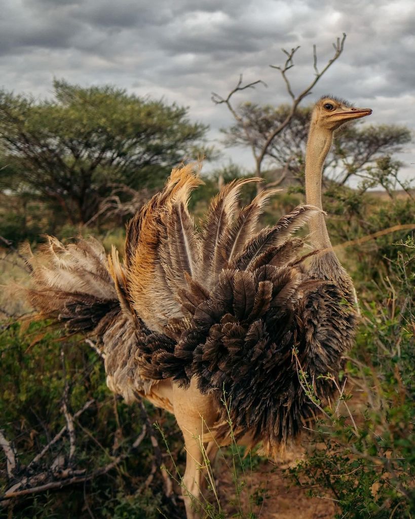 Pilanesberg-Safari mit Tiger-Safari-Park-Erlebnis