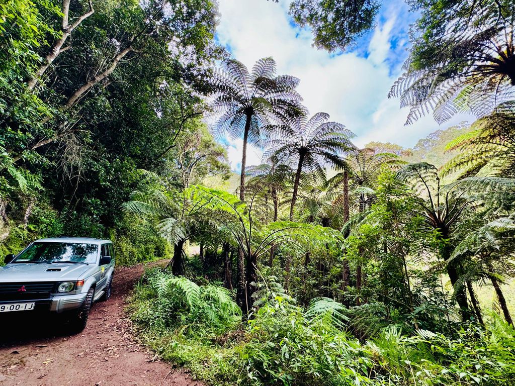 Funchal: 4x4 Jeep Trip in den Osten und Nordosten Madeiras