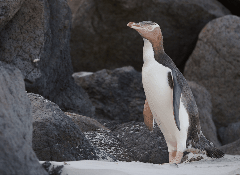 Dunedin: Otago Peninsula Clearwater Wildlife Tour