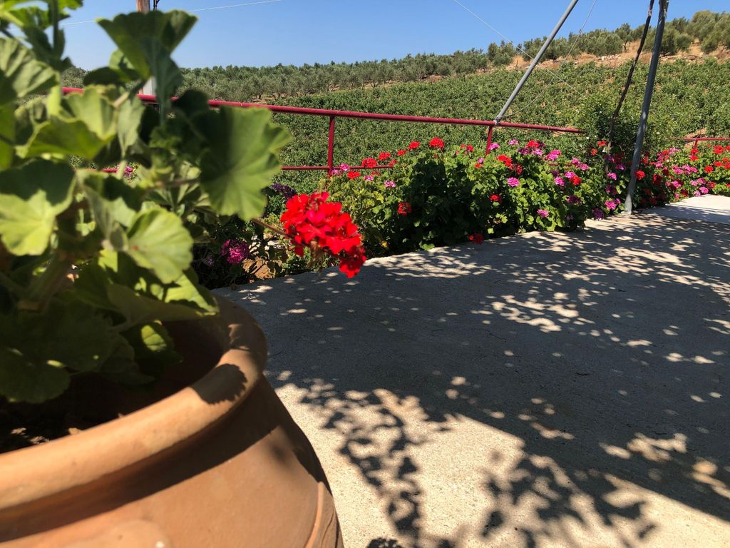 Private Tour auf Kreta: Die Geheimnisse von Wein, Oliven & Honig