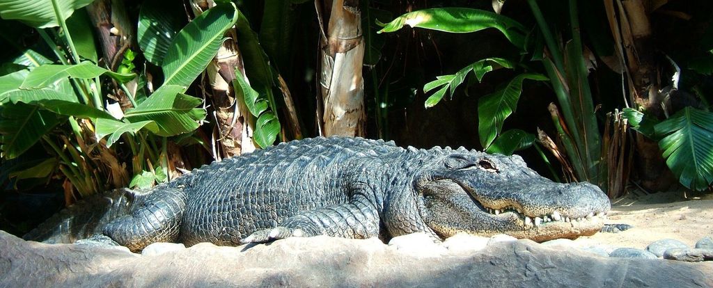 Tier- & Naturparks, private Tour