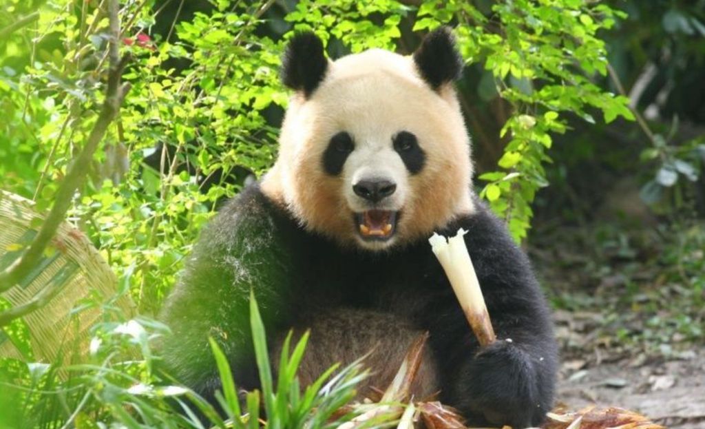 Chengdu: private Tour in der Panda-Basis mit Guide