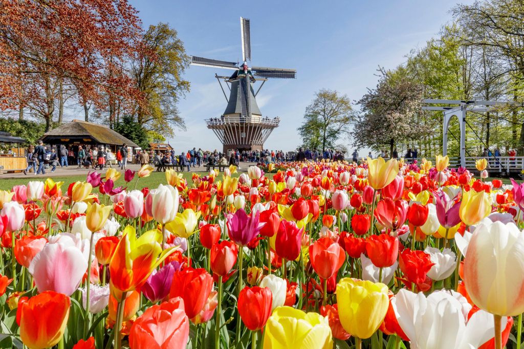 Von Brüssel: Keukenhof & Windmühlen – Ganztägige Führung