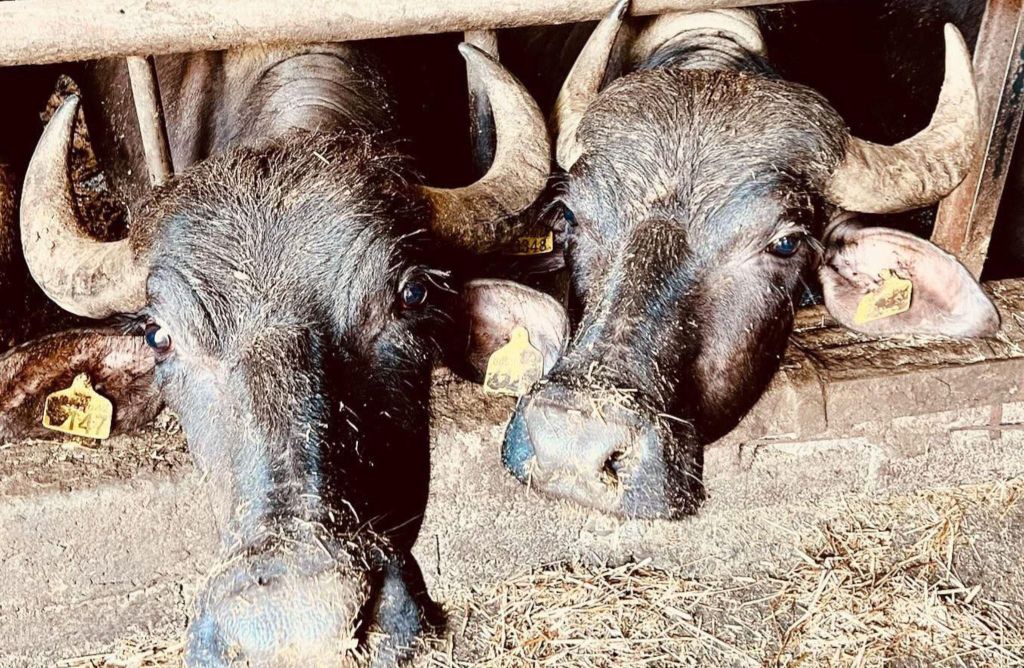 Büffelfarm-Tour mit Mozzarella-Mittagessen in Paestum