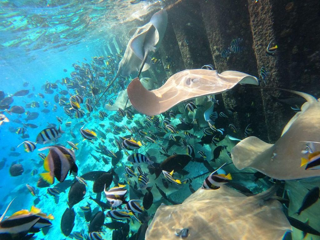 Hulhumalé: Sonnenuntergangsfahrt mit Schnorcheln und Delfinen