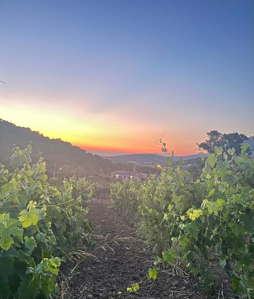 Cilento: E-Bike-Tour im Cilento mit Verkostung