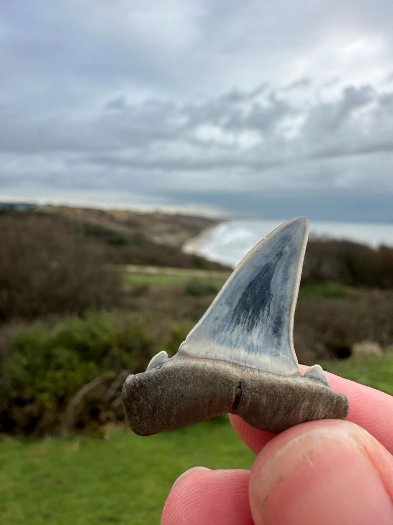 Highcliffe: Geführter Fossilien-Spaziergang am Highcliffe Beach