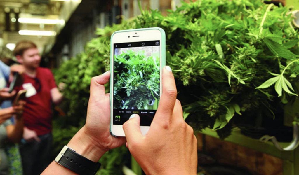 Denver: Cannabis Tour mit Zugang zur Grow Facility