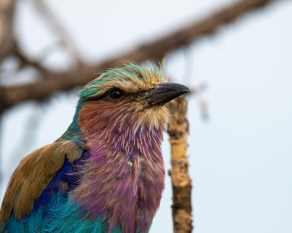 Pilanesberg Explorer (Tagestour)