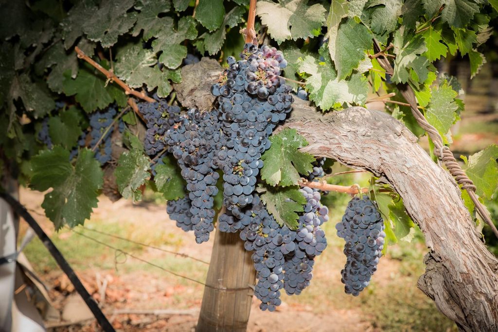 Santa Rita: Tour + Premium Weinverkostung + Privater Transport