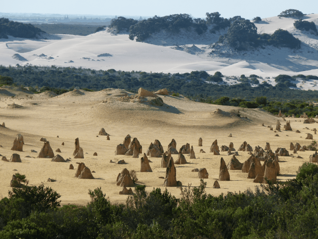 Tour ab Perth: Pinnacles, Koalas, Geländewagen & Sandboarding