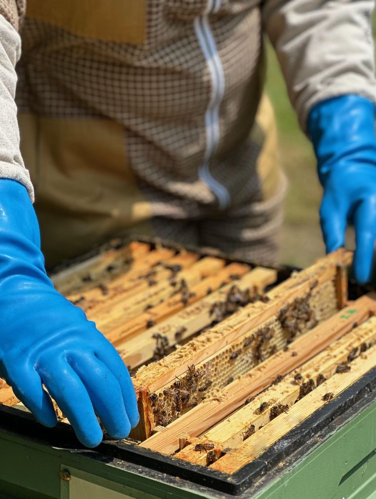 Alfriston: Tour durch die Imkerei Deans Barn