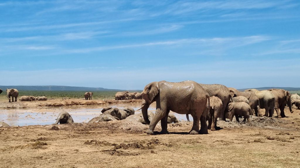 Addo Elephant National Park Halbtagessafari