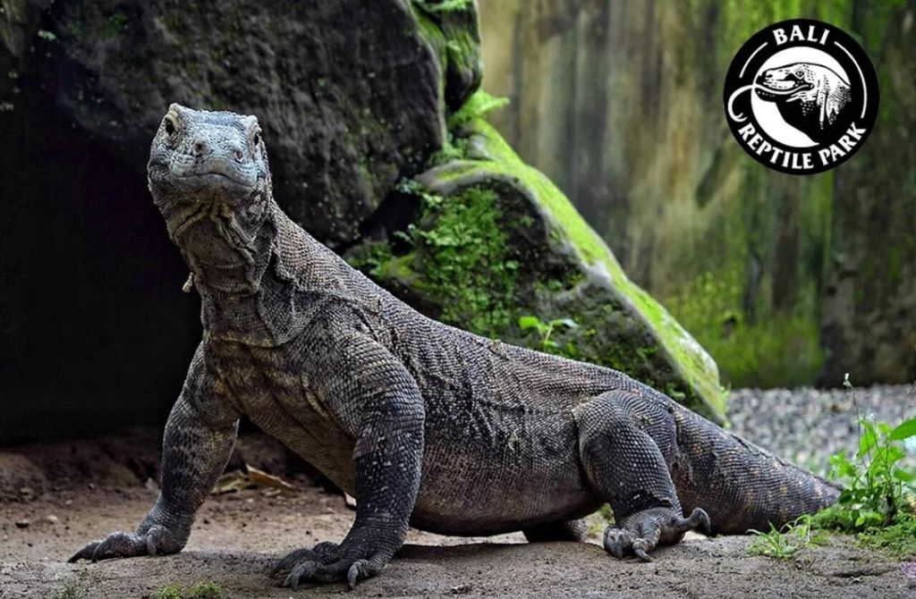 Bali Reptile Park 1-Tages-Eintrittskarte