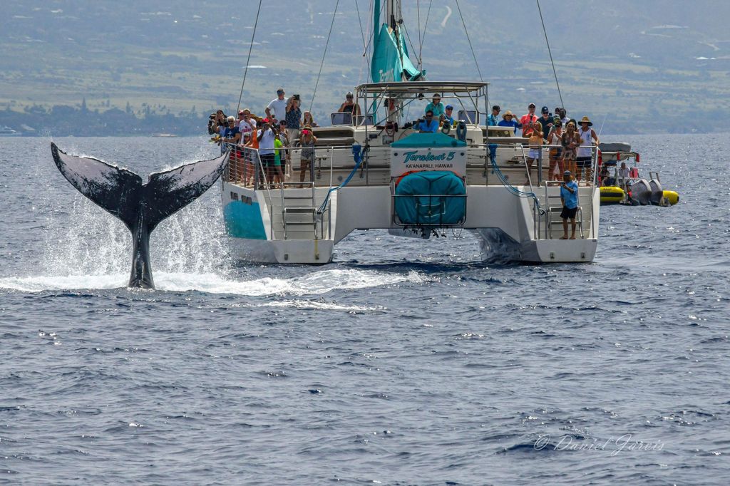 Maui: Ka'anapali Whale Watching auf einem Luxussegelboot